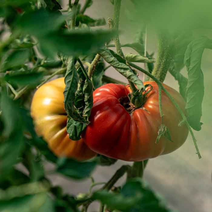 piedaterre-legume-4