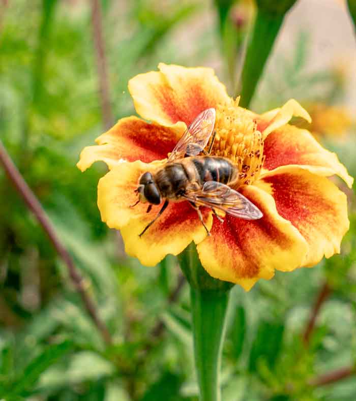 abeille