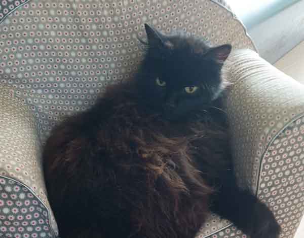 chat2