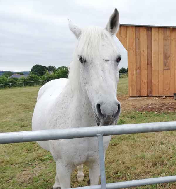 cheval