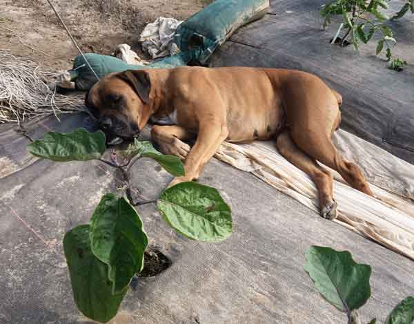 chien