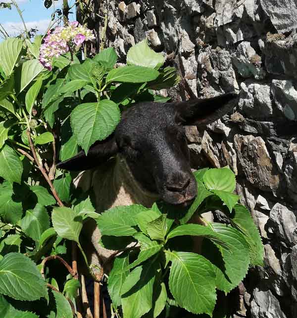 mouton