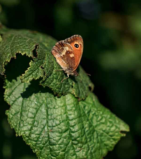 papillon
