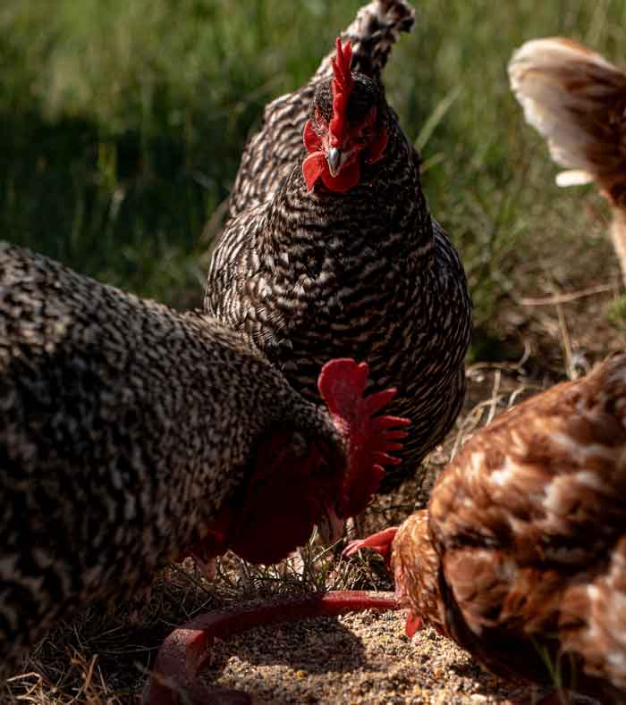 poules